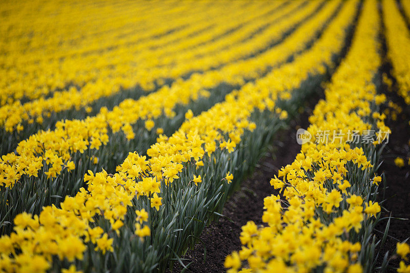 水仙花