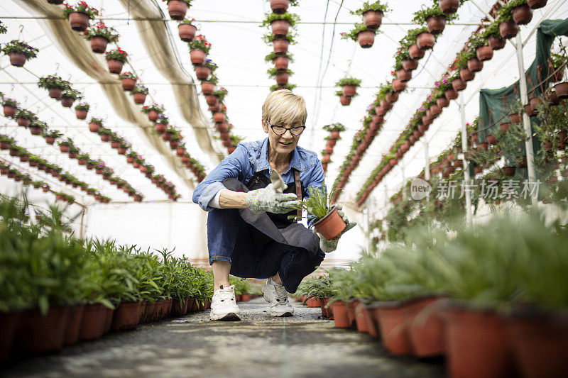 花匠在盆栽植物中挖土