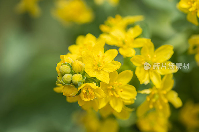 油菜花的特写