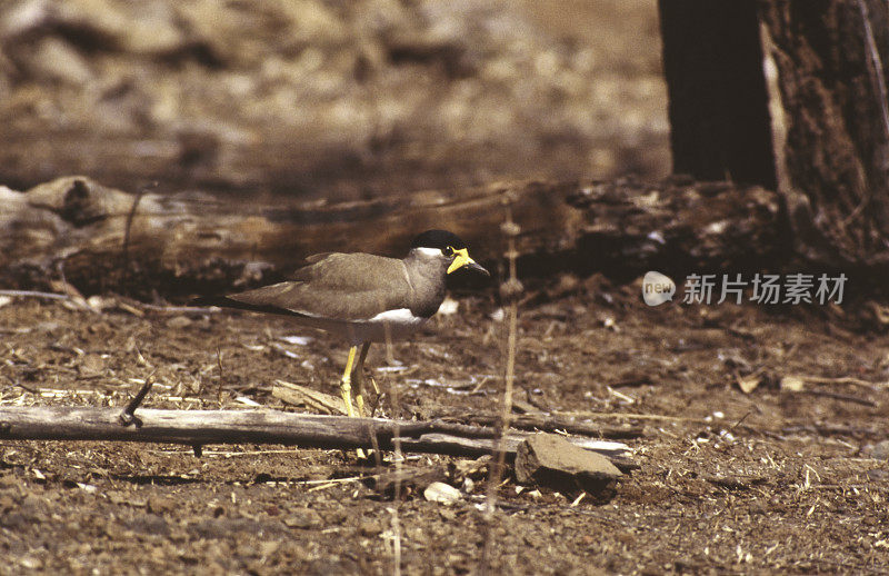 Bird-Lapwing。