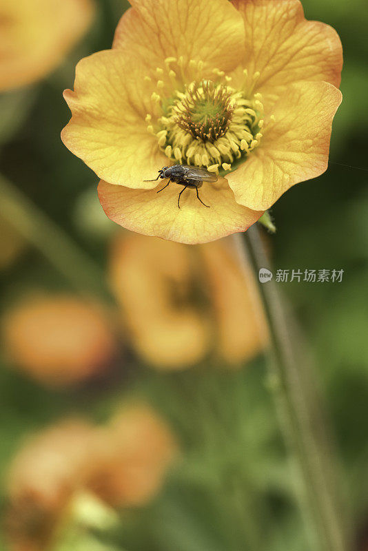 美丽的橙金花盛开