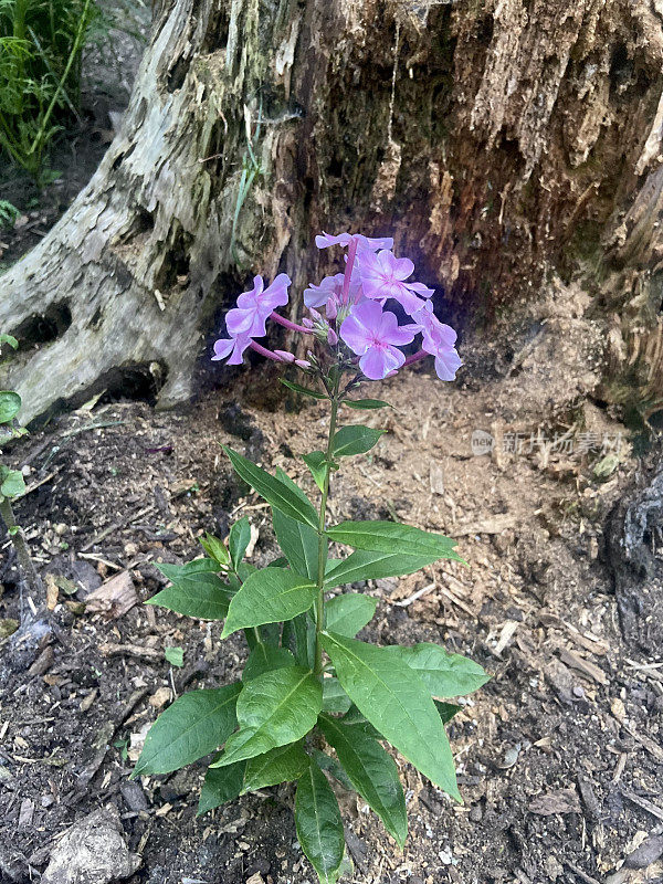 森林花园的小夹竹桃