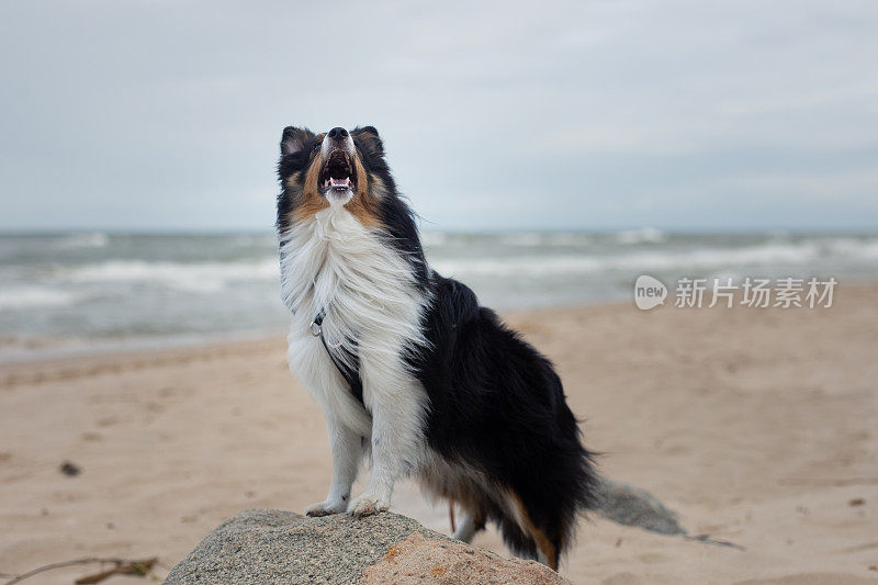 牧羊犬，狗，波罗的海，波兰，海滩