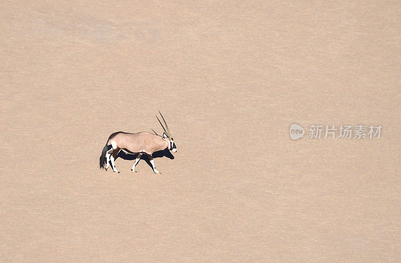大羚羊行走在死亡谷
