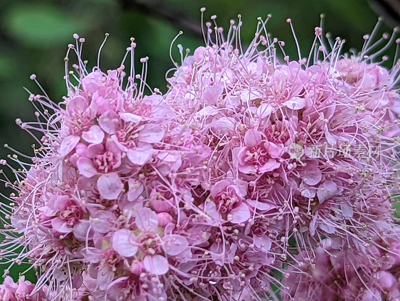 粉色绣线菊花特写