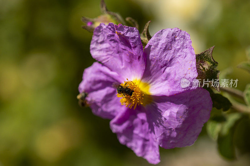 单朵粉红岩玫瑰花瓣皱，野蜂爬进花药的宏观