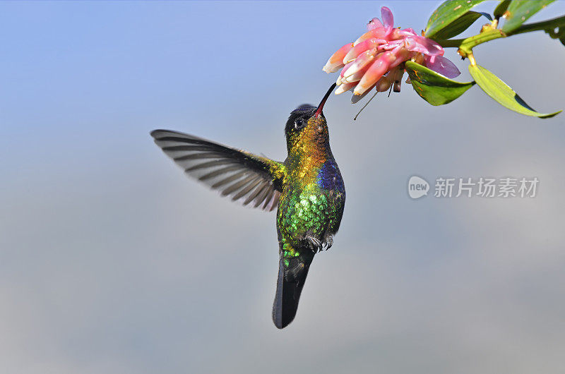 火喉蜂鸟从花中采蜜