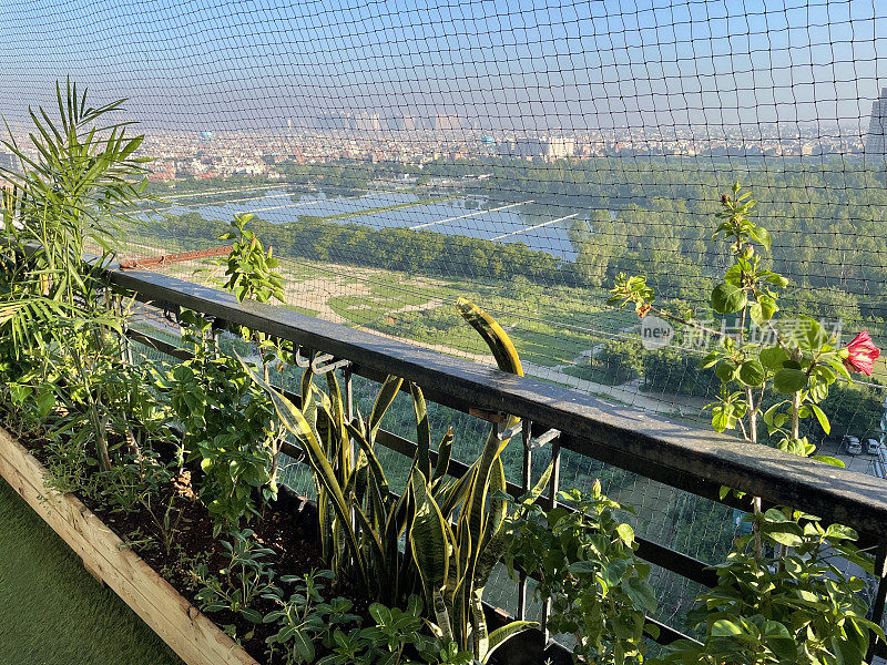 特写图片异国情调的房子植物在培育床，木槽在住宅阳台，加济阿巴德，印度，低维护设计，鸽子防鸟网