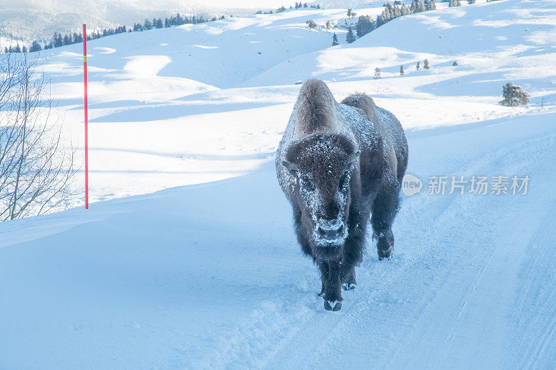 在美国黄石国家公园的冬季天气中，大型野牛或水牛接近积雪覆盖的道路上的摄像机位置