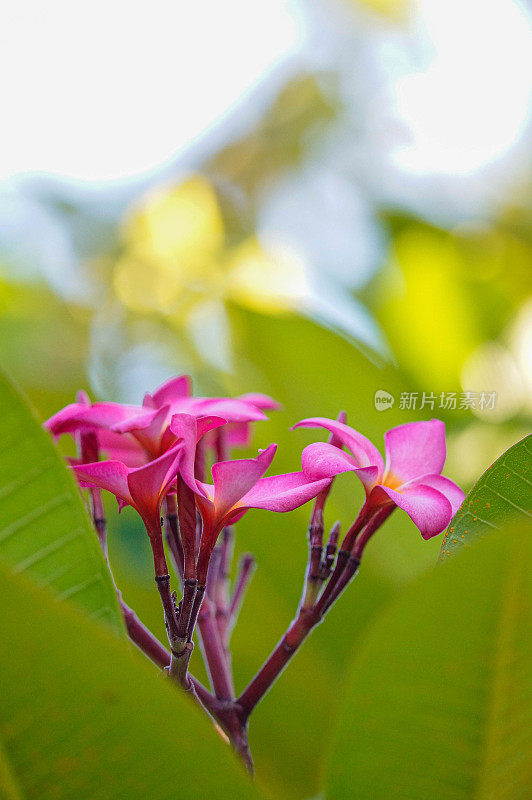 粉红色开花植物特写镜头