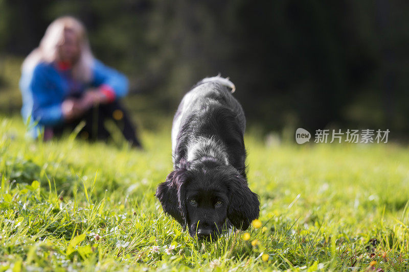 爱狗的女人在草地上和她的小狗玩耍