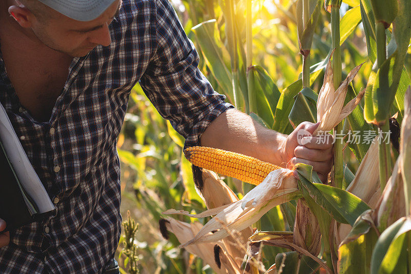 一位年轻的农学家在农田上检查玉米的质量。一个烈日炎炎的日子，农民在玉米地里劳作