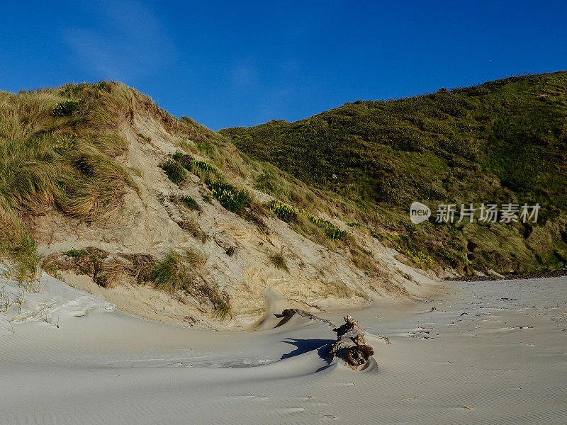 在新西兰的奥塔哥半岛海滩上，沙子吹过一根原木。