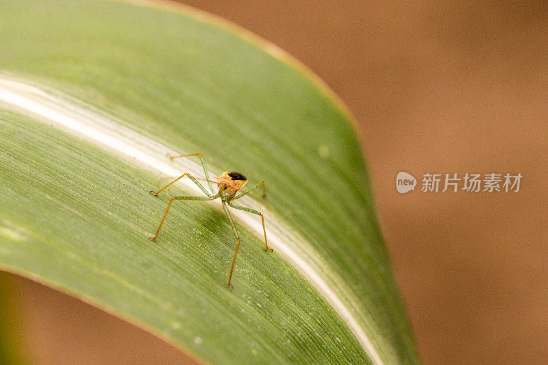 成年刺客错误