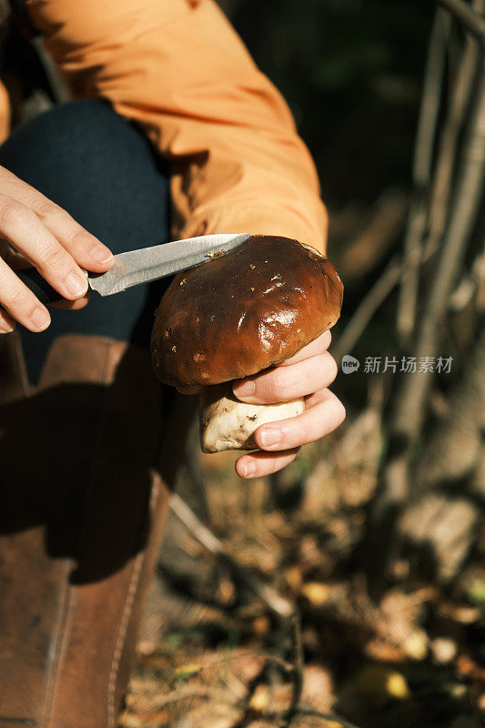 在森林里采蘑菇