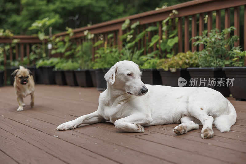 两只狗在院子里休息，一只躺在地板上，另一只在走来走去。