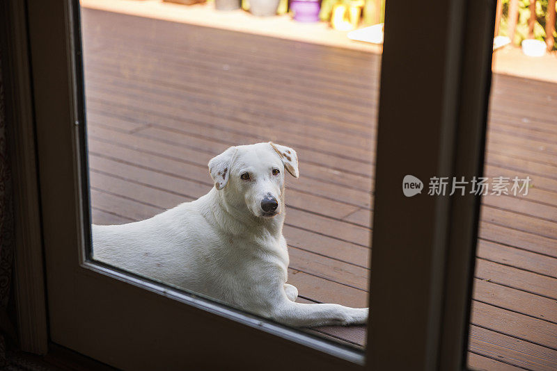 一只白色混血狗从推拉门向外望去，躺在屋外的木阳台上。