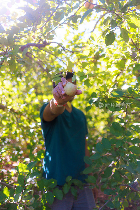 摘苹果-在苹果园里拿着苹果的人-广角