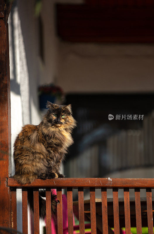 多色流浪猫站在阳台上。