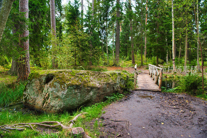 俄罗斯维堡monrepos公园森林中的桦树小桥