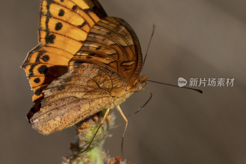 哥斯达黎加的海湾贝母