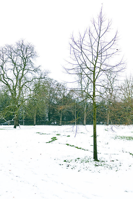 剑桥女王草地上雪中的树木