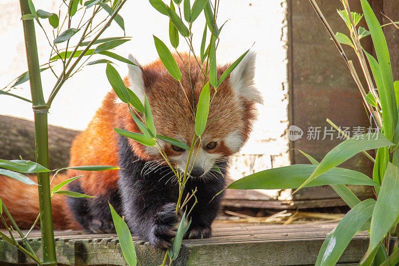 小熊猫正在吃竹叶