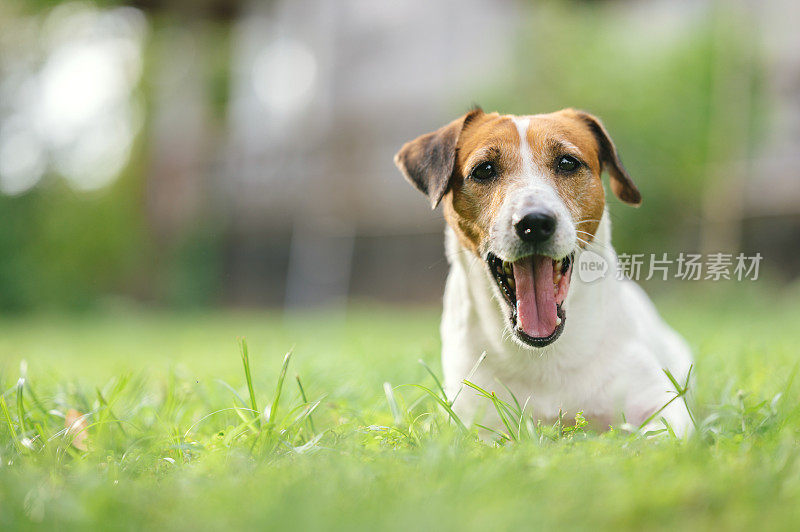 小杰克罗素宠物享受户外夏天