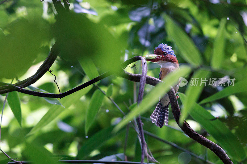 翠鸟:成年雄性带纹翠鸟(蓝纹翠鸟)。