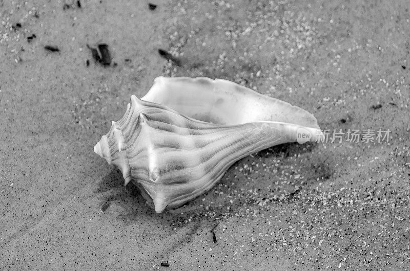 在大西洋海滩上发现的海螺壳