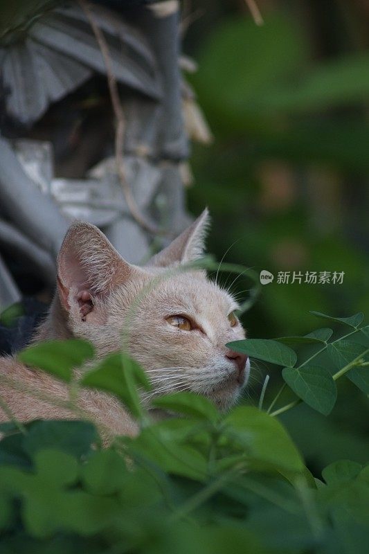 我的橙色宠物猫