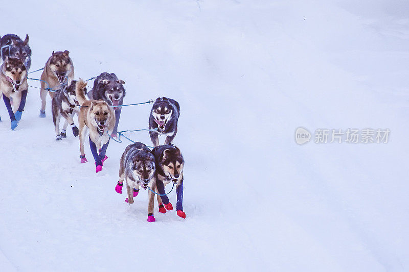 阿拉斯加的狗拉雪橇