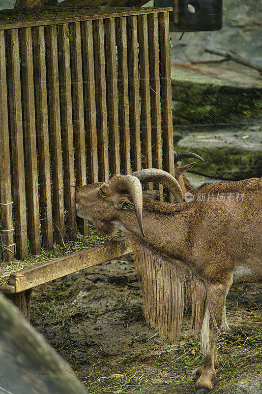 垂直拍摄一只棕色鬃毛公羊在户外吃着木头设备上的草