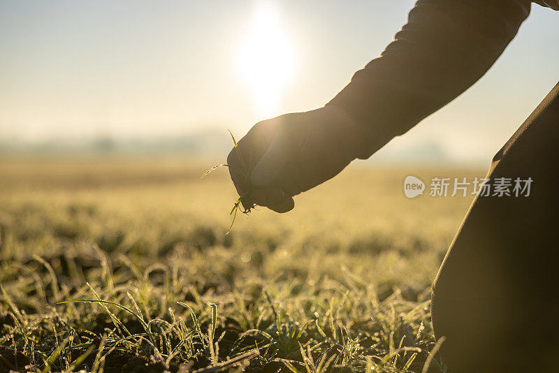 一个农民的特写，他手里拿着一株年轻的植物，在日落的时候，他撕掉了植物，背景中有很多小植物