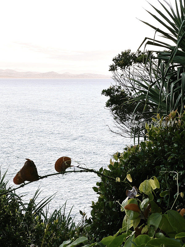 Wategos海滩黎明海景