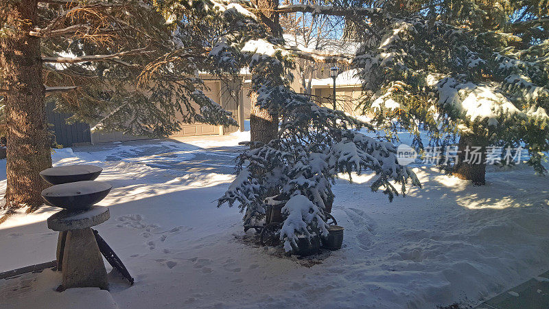 寒冷的春天的惊喜雪在前院