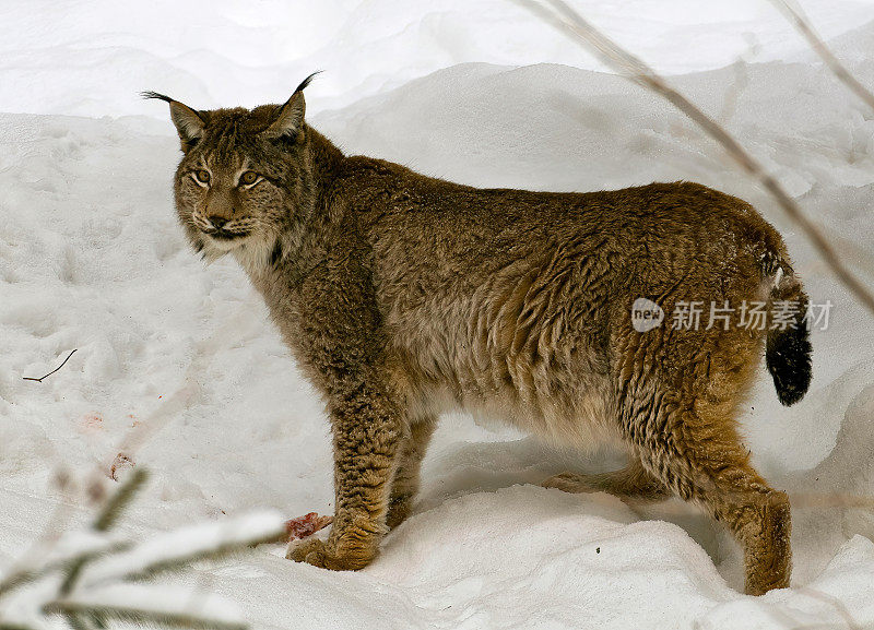 山猫在雪地里的自然巴伐利亚-德国