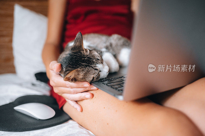 一个女人在床上用笔记本电脑工作，一只猫睡在她的腿上