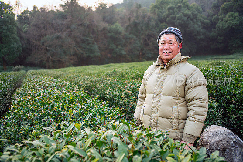 中国茶农站在茶树园里