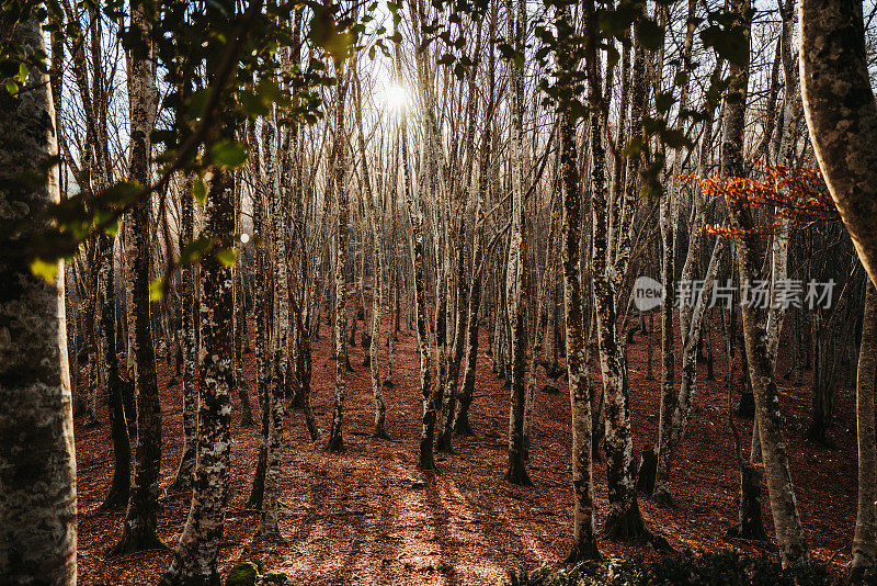 落叶林的冬天:山毛榉树