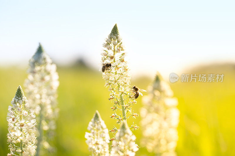 阳光明媚的草地上有白色木犀草和蜜蜂