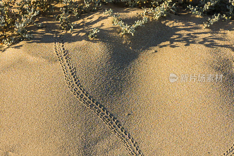 沙滩上细沙上螃蟹留下的痕迹