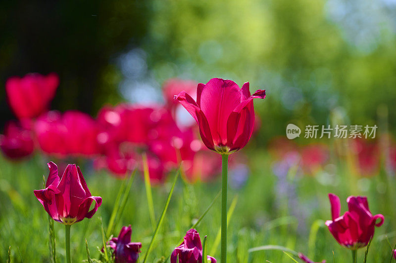 花园里的红色郁金香