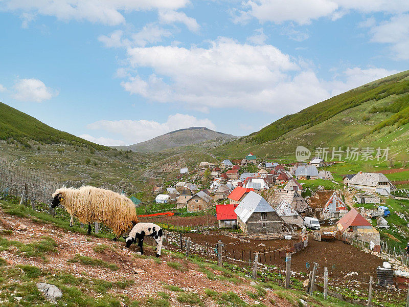 一只羊妈妈和她的孩子在一个小村庄的草地上吃草