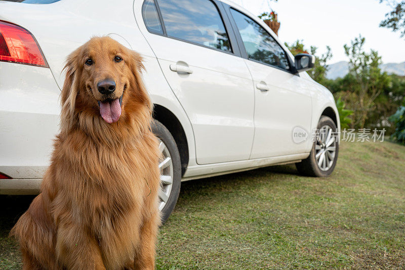 在大自然中，一只金毛猎犬微笑着看着相机，旁边是一辆汽车
