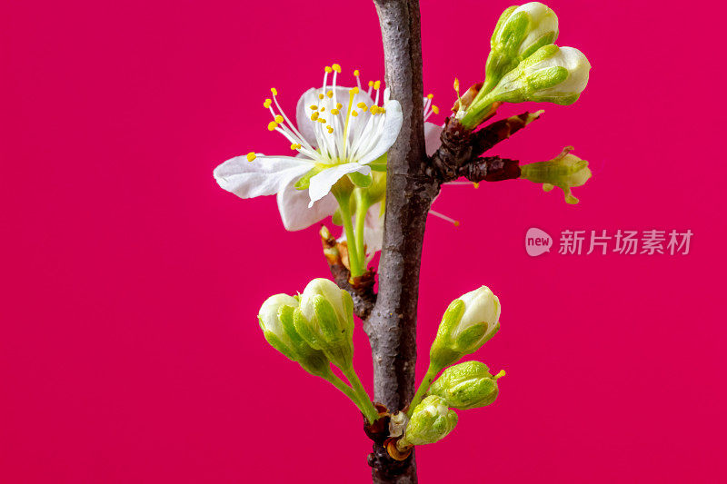 一棵李树的花朵在红色的背景上绽放和生长。盛开的小白李花。