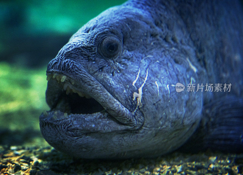 挪威大型水族馆里的鱼:狼