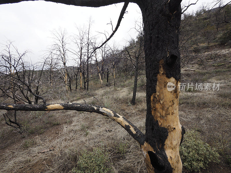 森林火灾后烧毁的树木
