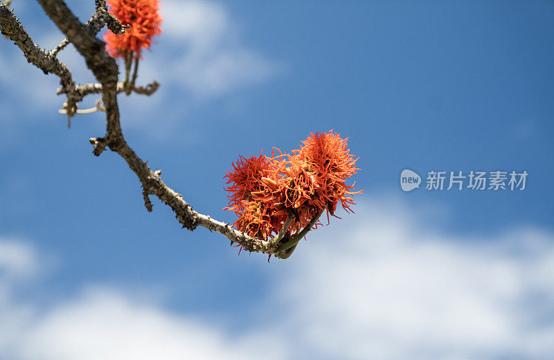 正在萌芽的异国树花