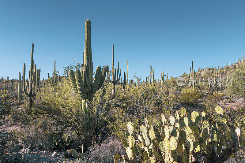 位于亚利桑那州图森市的萨瓜罗国家公园沙漠景观